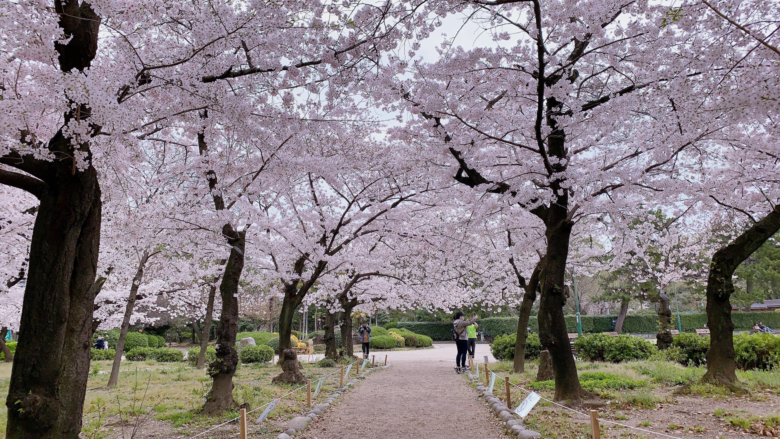 名古屋で桜を見るなら鶴舞公園 屋台も沢山であって楽しめます 自由気ままに楽しむ